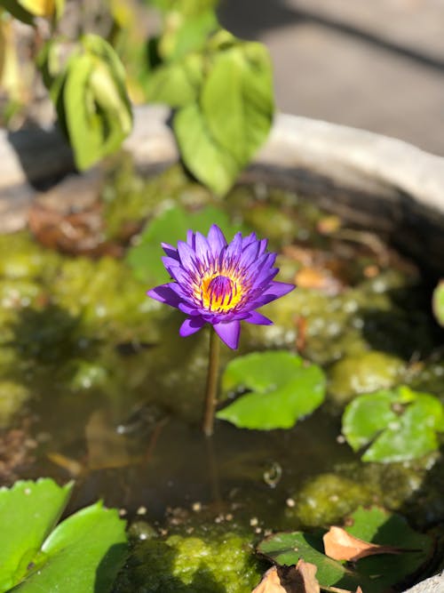 Fotos de stock gratuitas de flor lila, flora, jardín