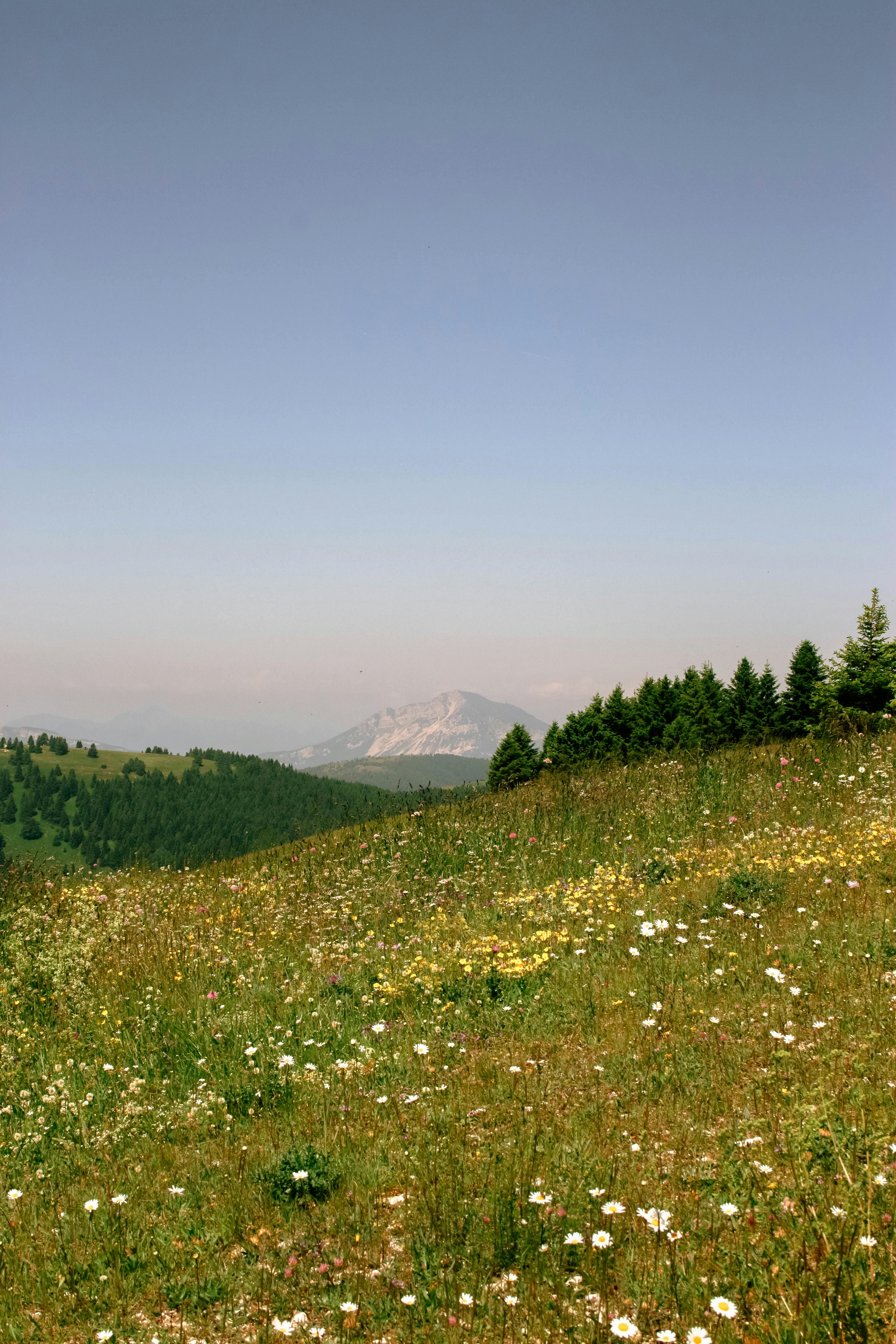 Breathtaking view of a wildflower meadow with distant mountains in Trentino-Alto Adige, Italy.