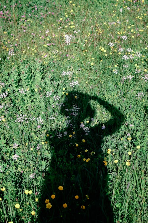 Foto stok gratis bayangan, bidang, bunga-bunga