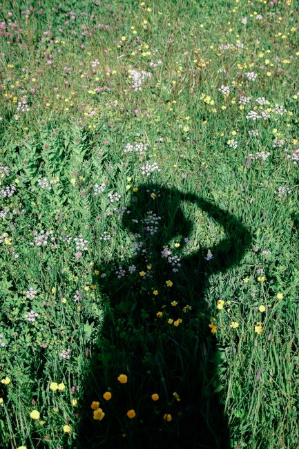 Shadow of a person in a wildflower meadow in Trentino-Alto Adige, Italy.
