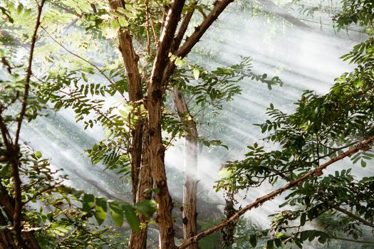 Sunbeams filter through a lush forest canopy in Yukhary Chardakhlar, creating a serene nature scene.