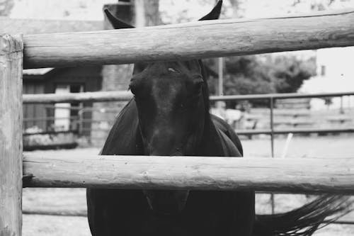 말의 흑백 사진