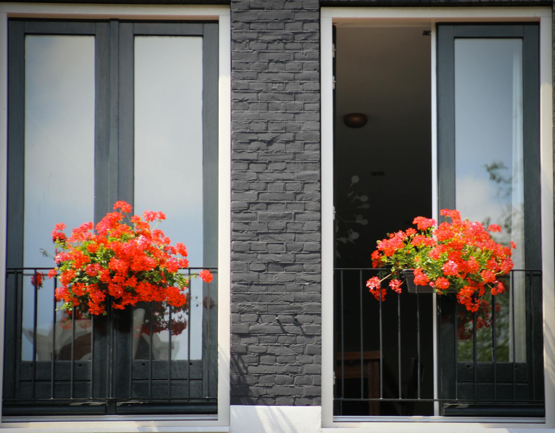 Charming Amsterdam windows adorned with vibrant red geranium flowers, perfect for adding Dutch flair to your space.