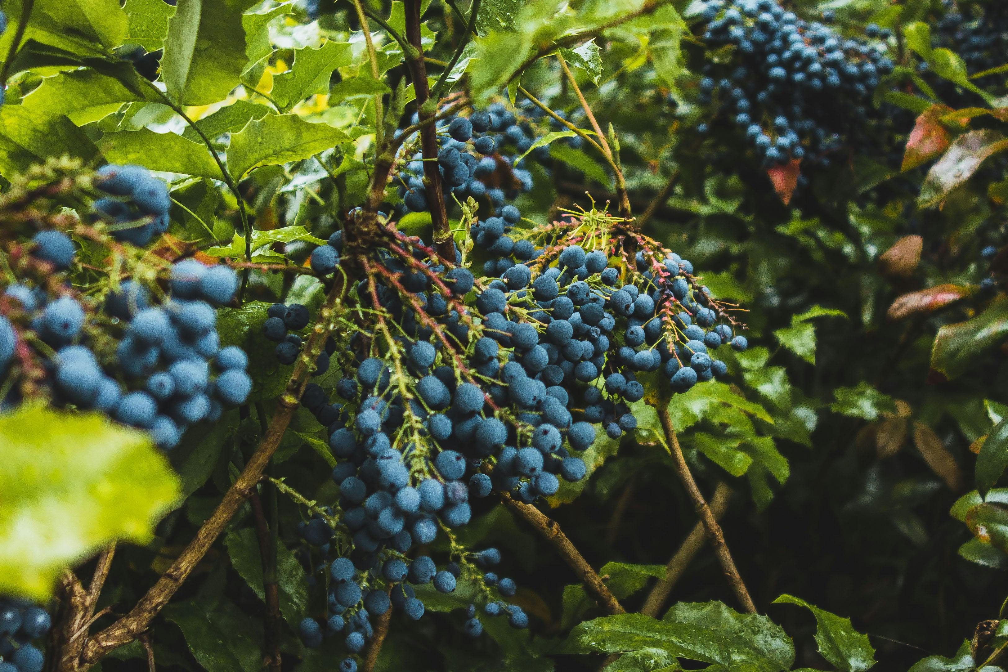 What fruit turns you on?