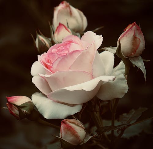 Blooming White and Pink Rose in the Garden