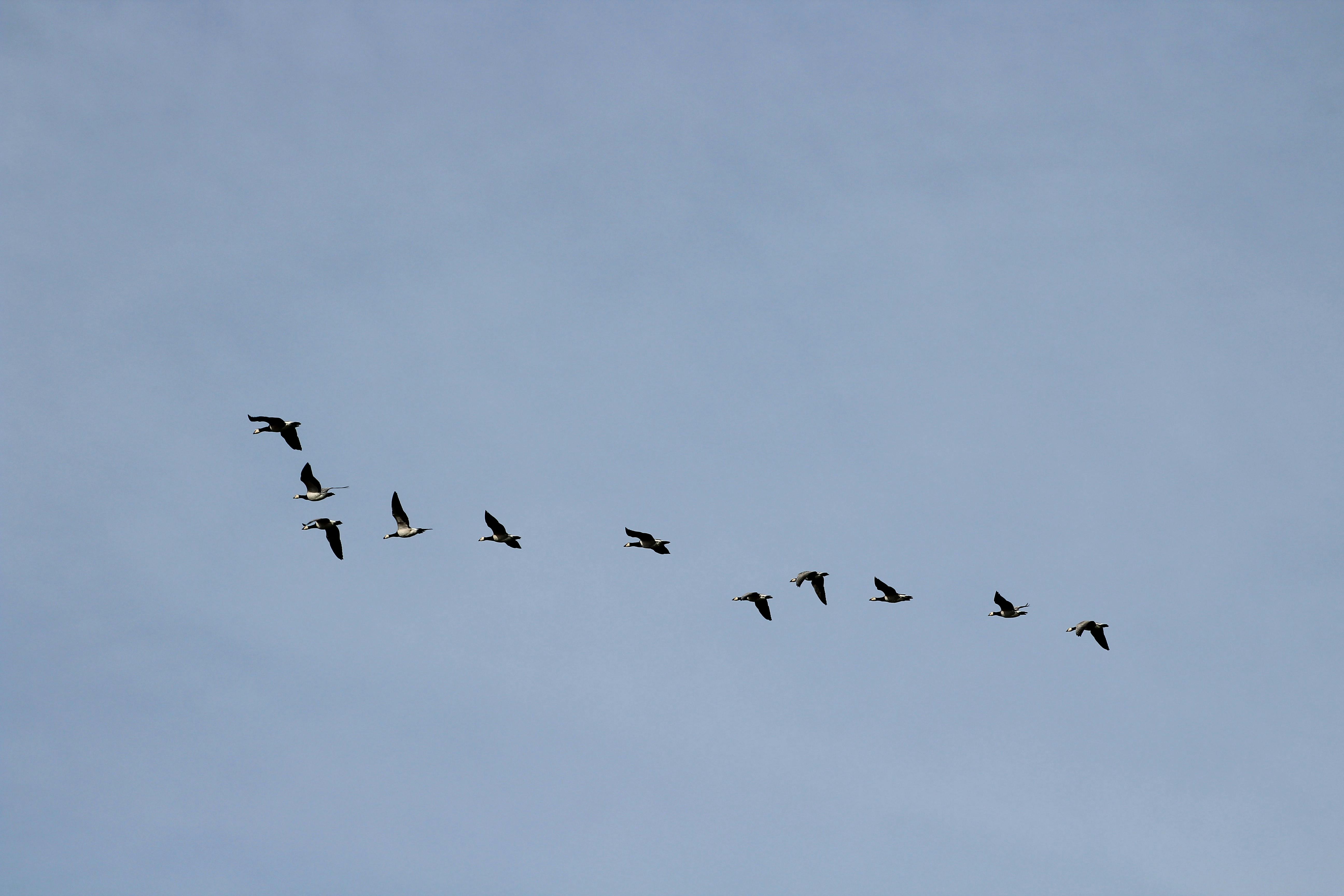 pexels-photo-13055417 Tous les animaux en V, des plus connus aux plus étranges de la planète
