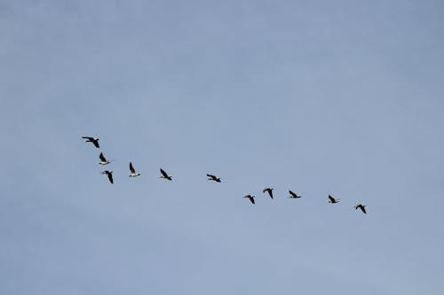 Бесплатное стоковое фото с голубое небо, животное, летающий