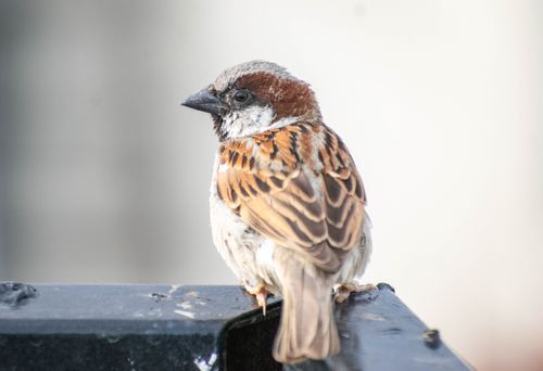 Free A detailed shot of a house sparrow perched outdoors, showcasing its intricate feathers. Stock Photo