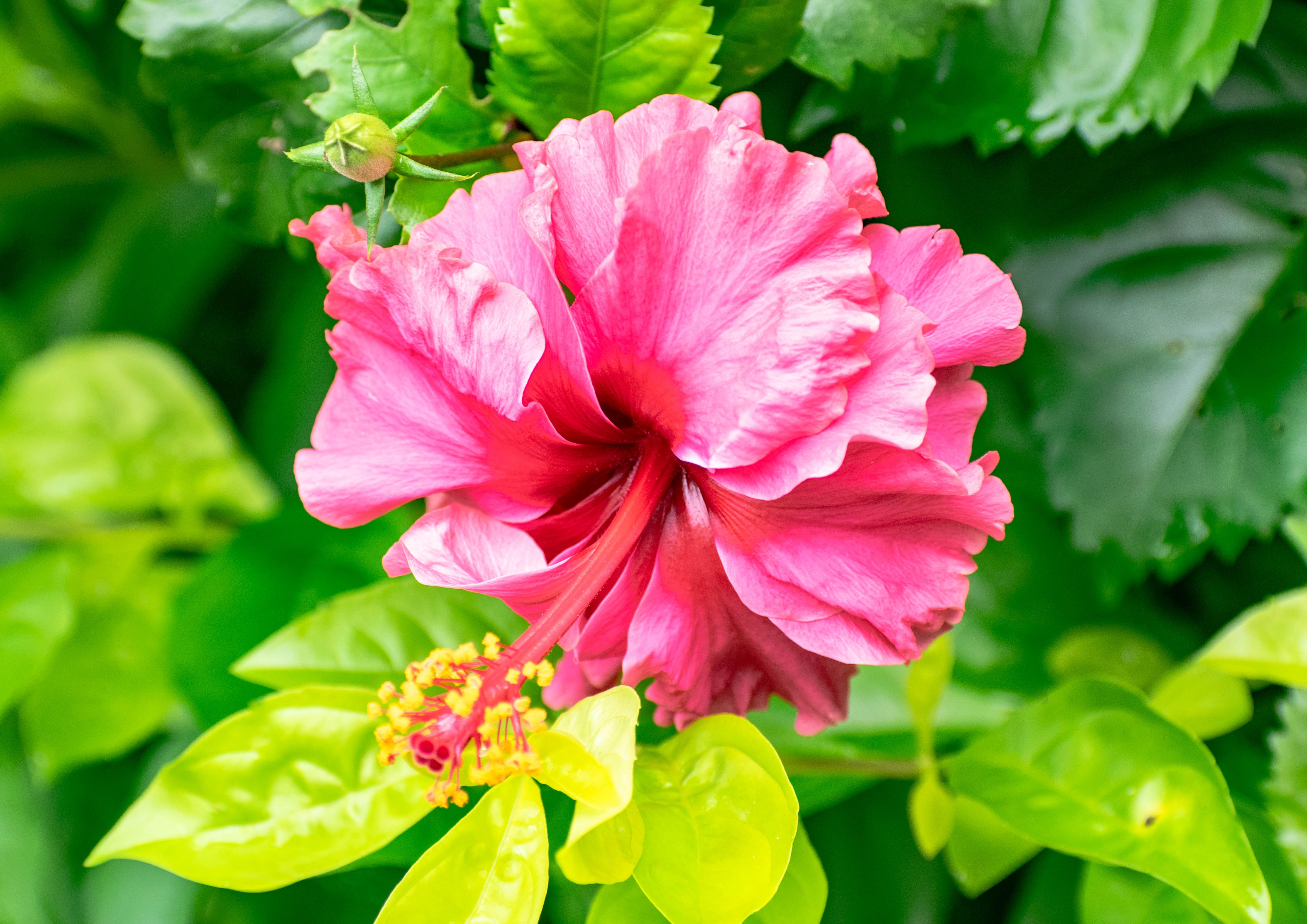 Hibiscus growing in stackable planter - Hibiscus Humidity: Vertical Tower Planter Secrets