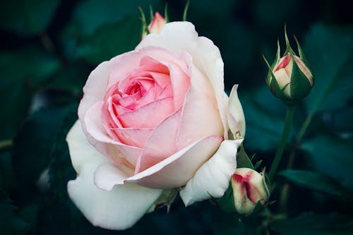 Free Blooming Pink Rose in the Garden Stock Photo