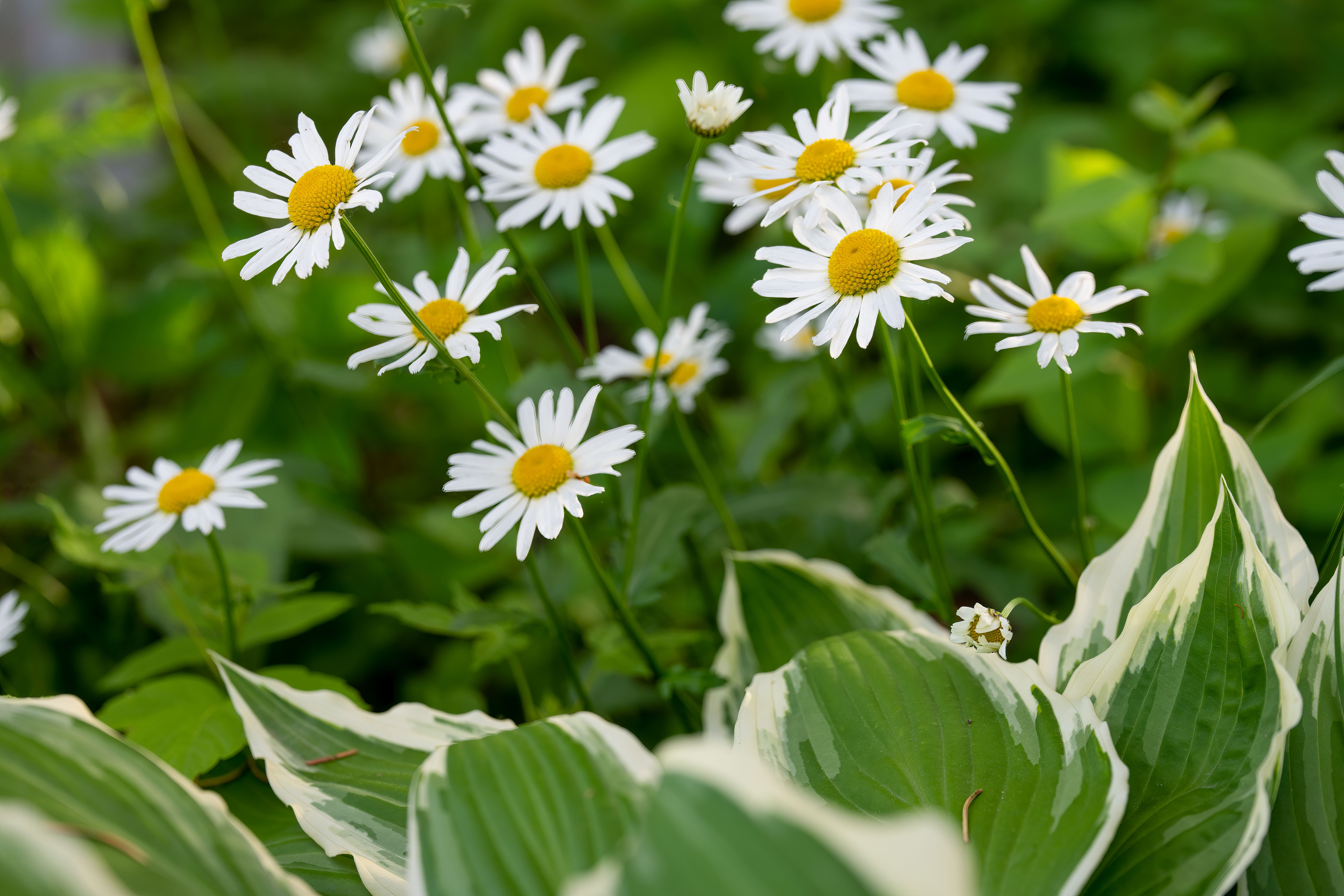A vibrant close-up of blooming daisies and hostas in a lush outdoor garden setting.