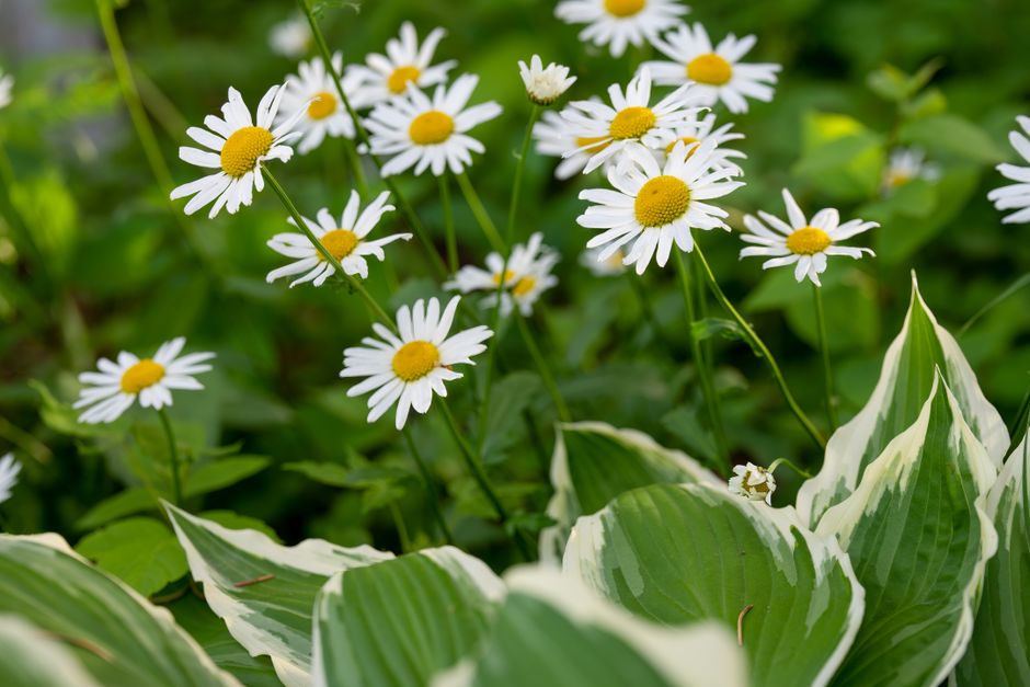 A vibrant close-up of blooming daisies and hostas in a lush outdoor garden setting.