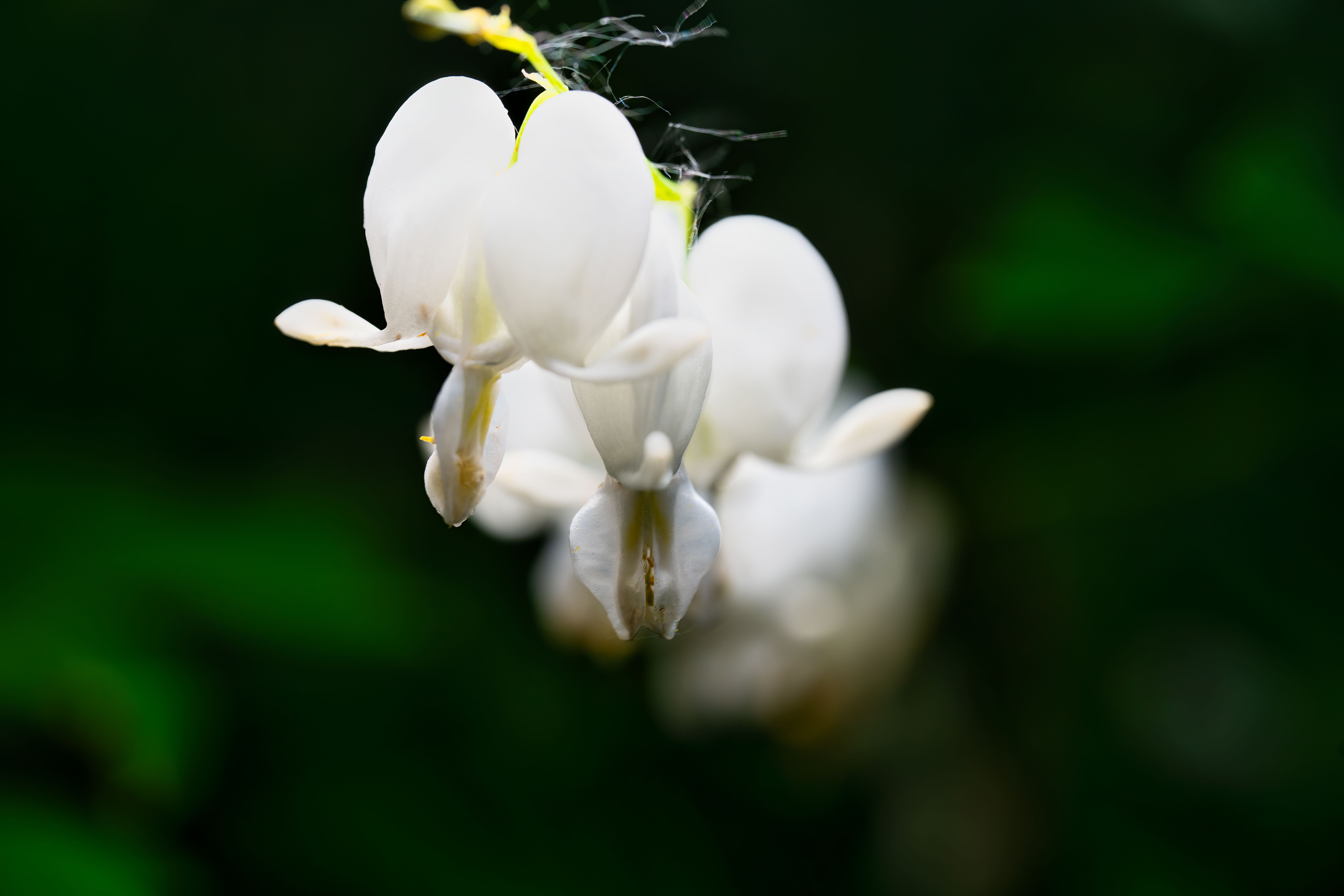 Delicate white bleeding heart flowers against a blurred green background in spring.