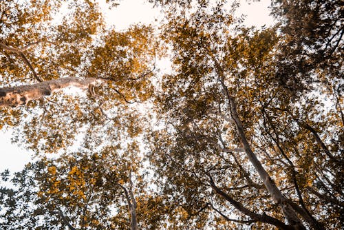 Fotografi Sudut Rendah Pohon Daun Hijau