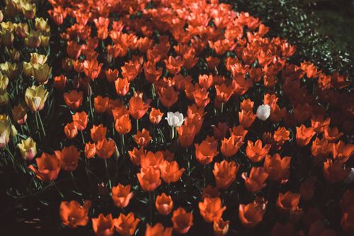 Free A lush garden of red and yellow tulips in vibrant bloom during springtime. Stock Photo