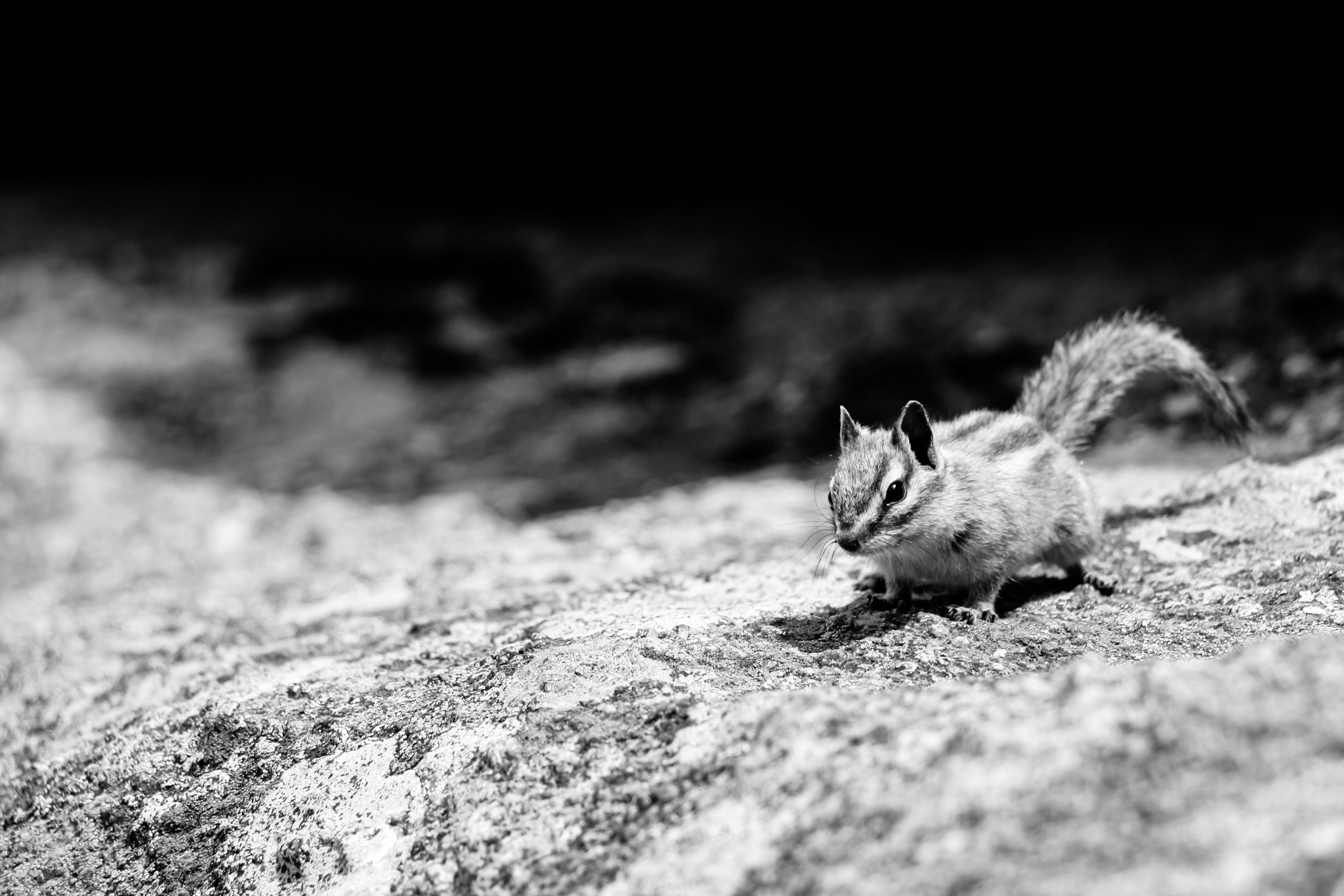 Close-Up Shot of a Chipmunk · Free Stock Photo