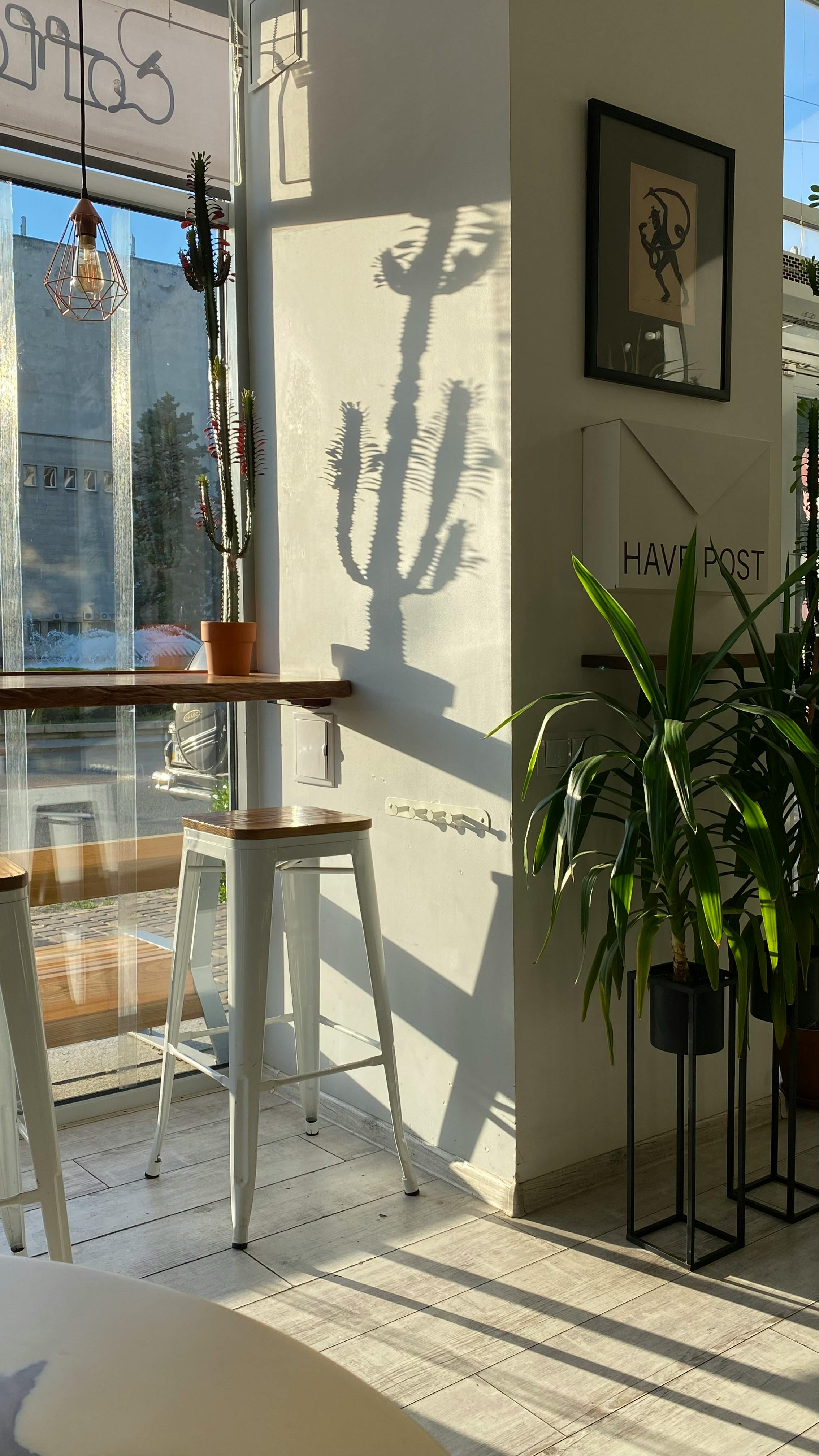 Bright interior view with sunlight casting cactus shadows beside potted plants and minimalist furniture.