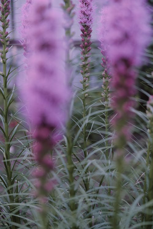 Foto d'estoc gratuïta de desenfocament, flora, florint