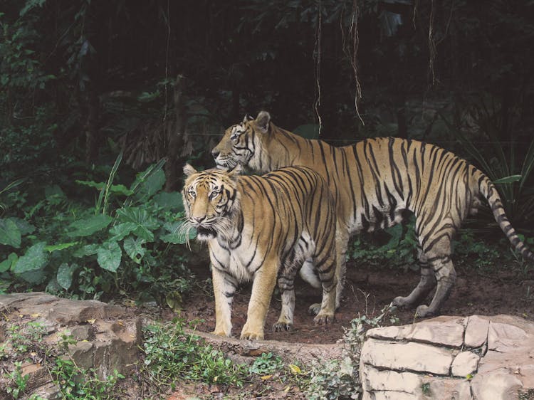 Close-Up Shot Of Tigers 