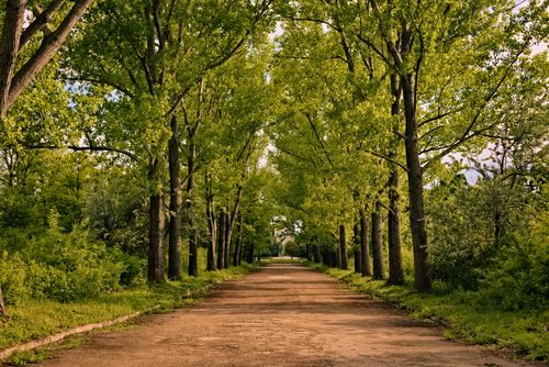 Free Scenic forest pathway in Bulgaria lined with lush green trees, perfect for nature walks. Stock Photo