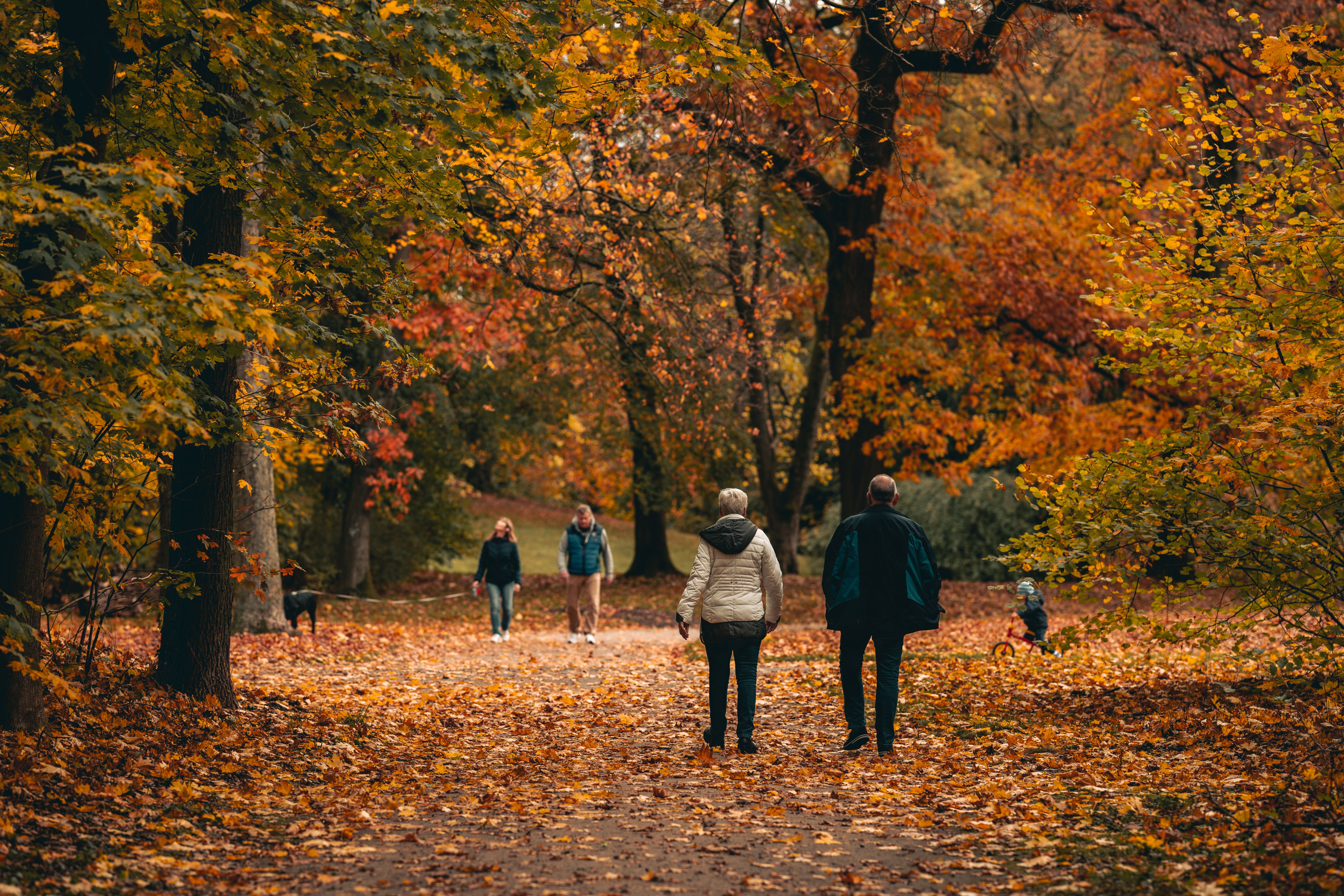 People Walking on a Forest Park with Fallen Leaves · Free Stock Photo