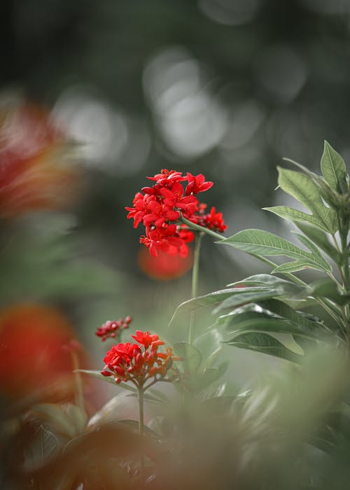 Tiny Red Flowers on the Stem of a Plant in Close-up Photography