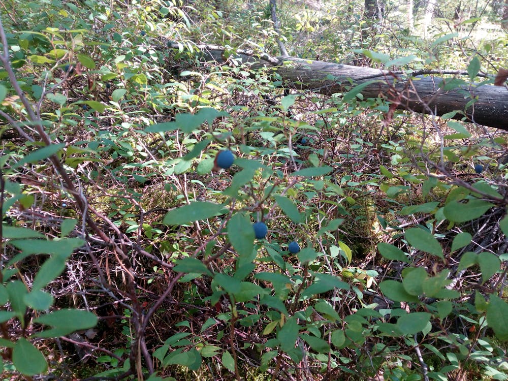 Kostnadsfri Bild Av Blabar N D D D D Skog