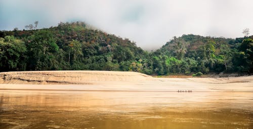 Foto stok gratis Asia, hutan, hutan hujan