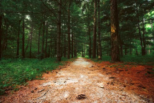 Foto profissional grátis de árvores, caminho, floresta