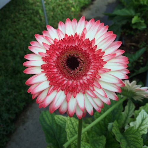 Selective Focus Photography of Pink and White Straw Daisy Flower