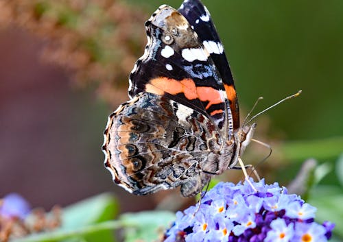 Close Up Photo of Butterfly on Purple Flowers