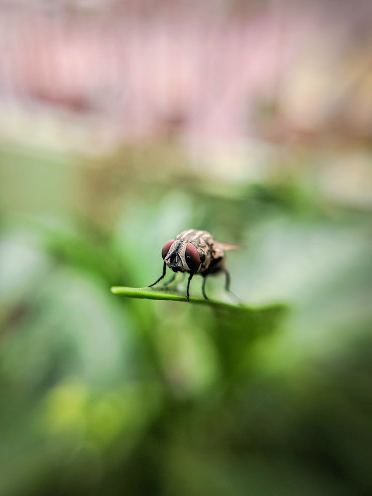 Close-Up Shot Of A Fly On A Leaf