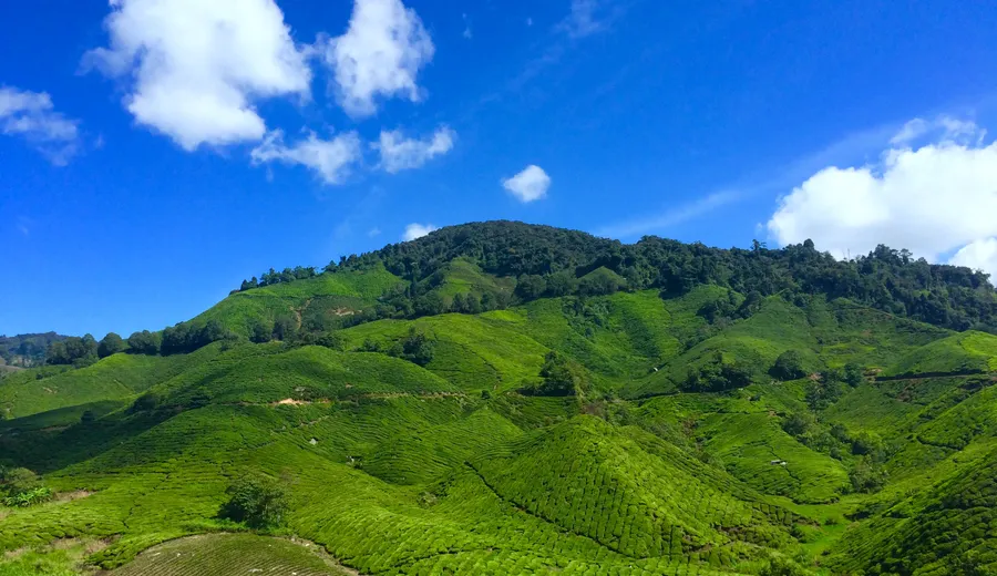 Cameron Highlands