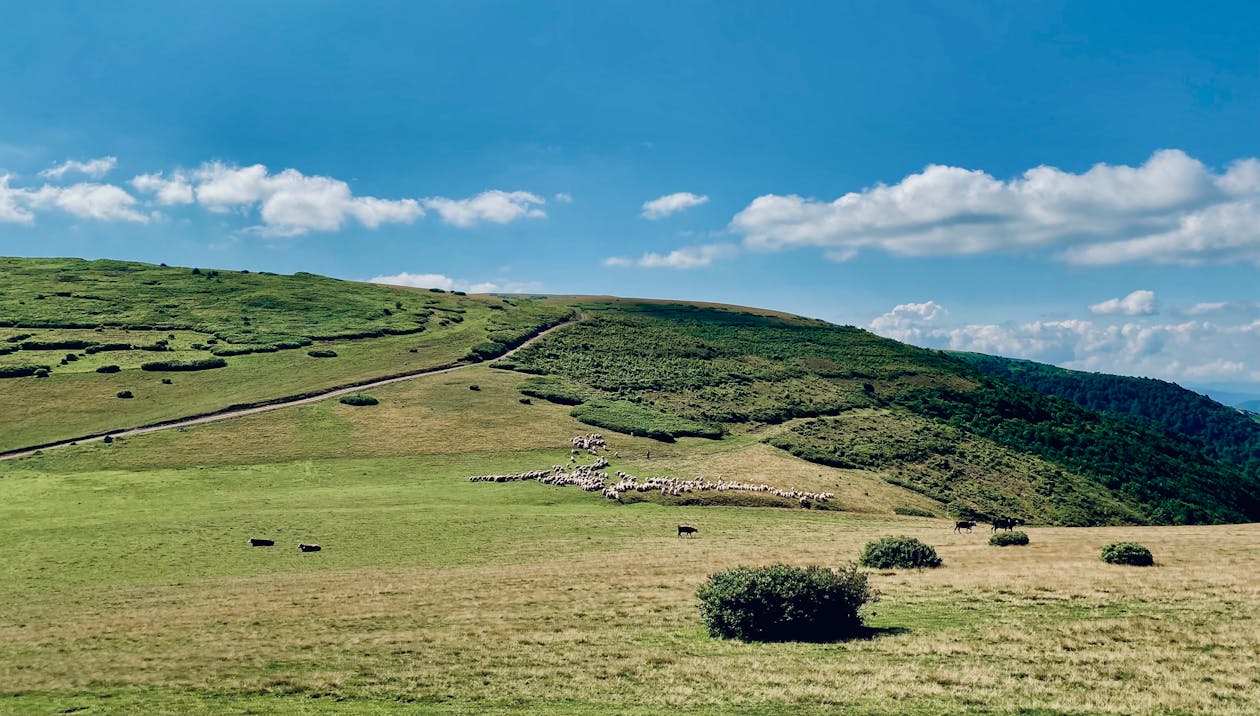 Green Grassland Under Blue Sky