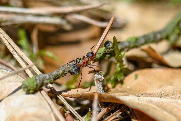 Close Up Photo Of An Ant