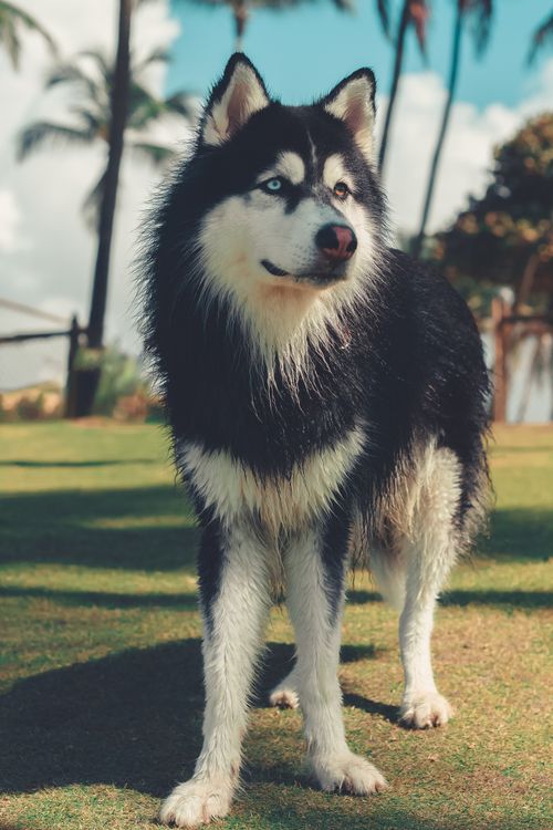Free A stunning Siberian Husky with striking blue eyes standing proudly on a sunny lawn. Stock Photo