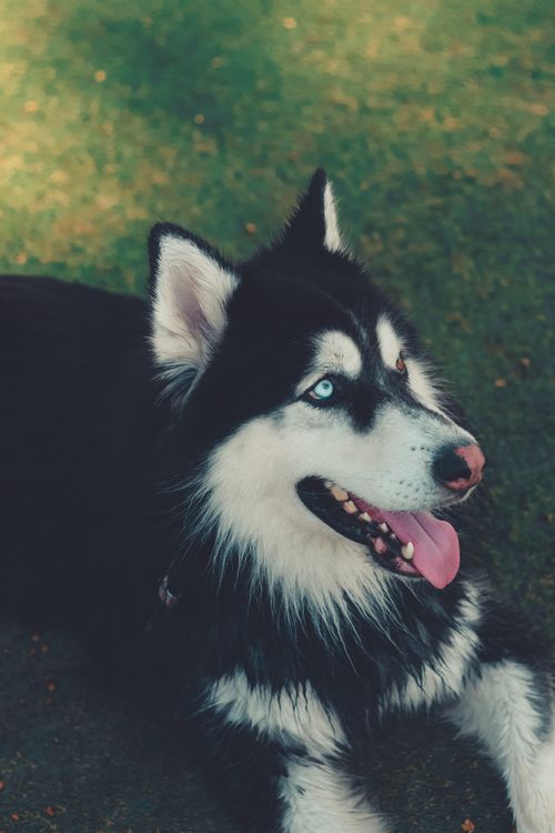 Free Close-up of a playful Siberian Husky with blue eyes lying on lush grass. Stock Photo