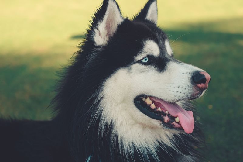 A husky guest sitting outdoors