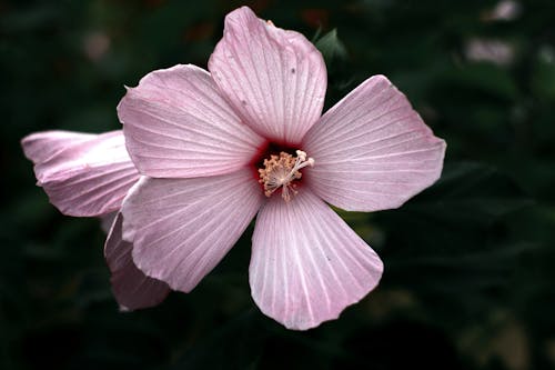 Close-Up Photo of Pink Flower