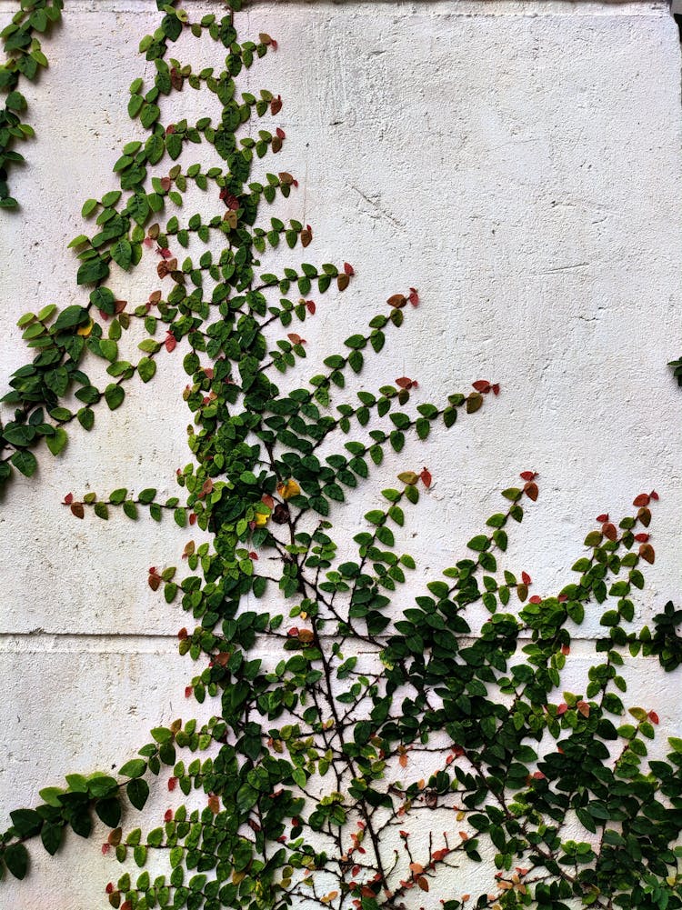 Photograph Of Green Leaves On A Wall