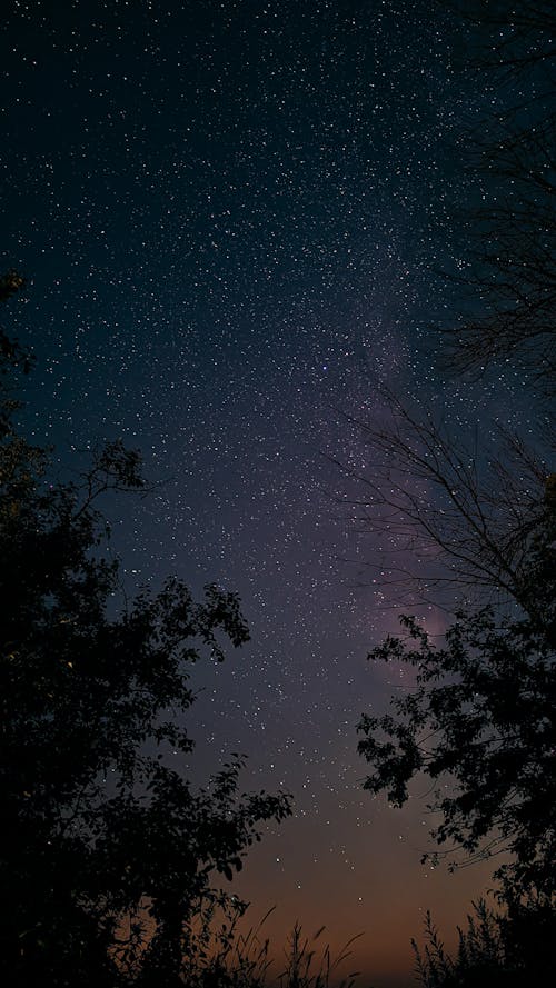Immagine gratuita di alberi, cielo, fotografia astronomica