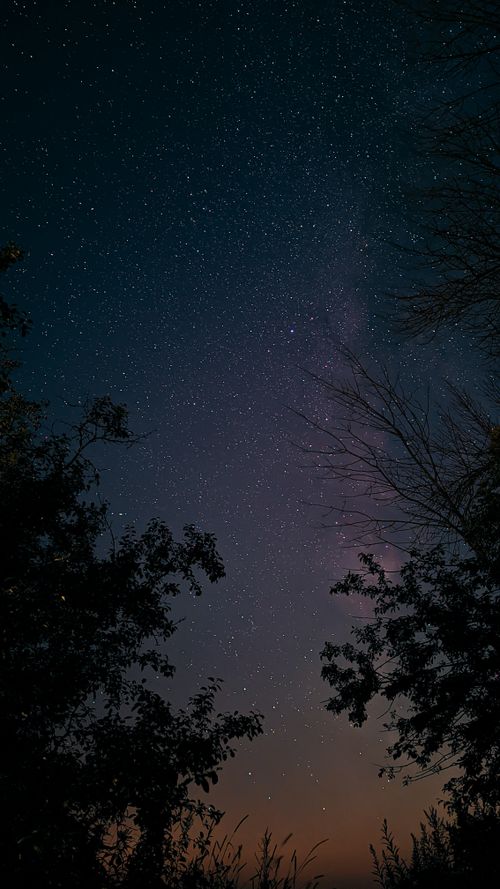 Free A breathtaking view of a starry night sky with silhouettes of trees under a clear sky. Stock Photo