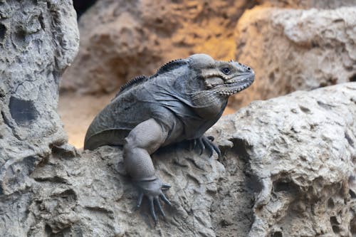 An Iguana on the Rock Formation