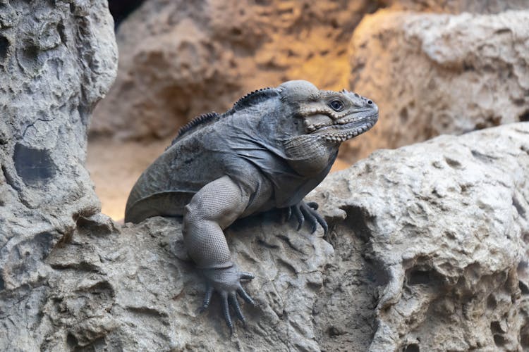 Rhinoceros Iguana