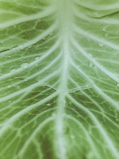 Water Droplets on Green Leaf