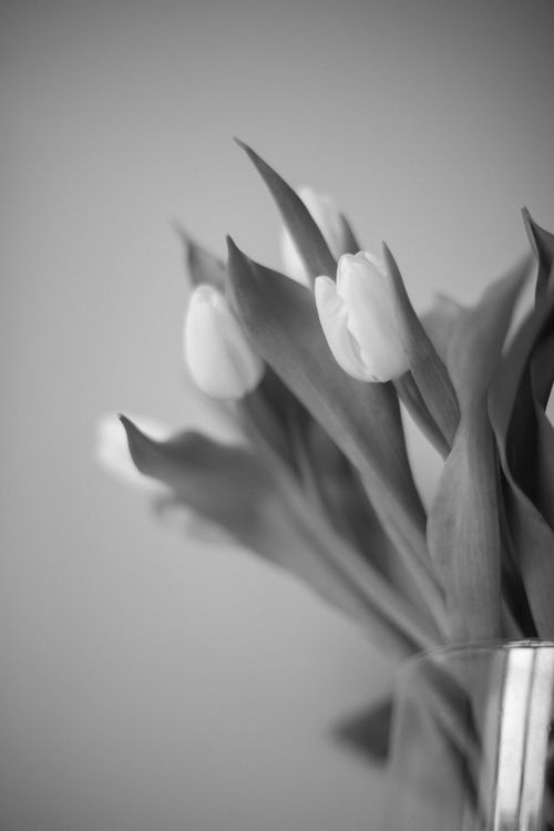 Free Close-up black and white photo of tulips in a vase, emphasizing elegance. Stock Photo