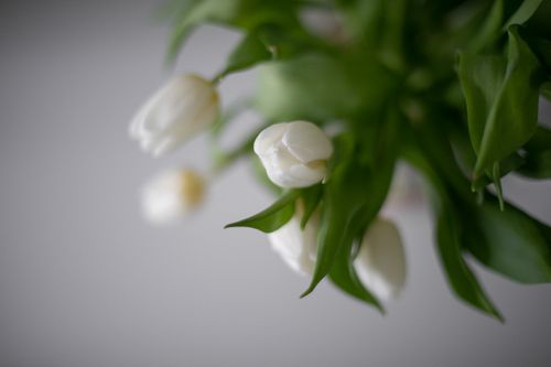 Free A striking close-up of white tulips captured with a soft, elegant focus. Stock Photo