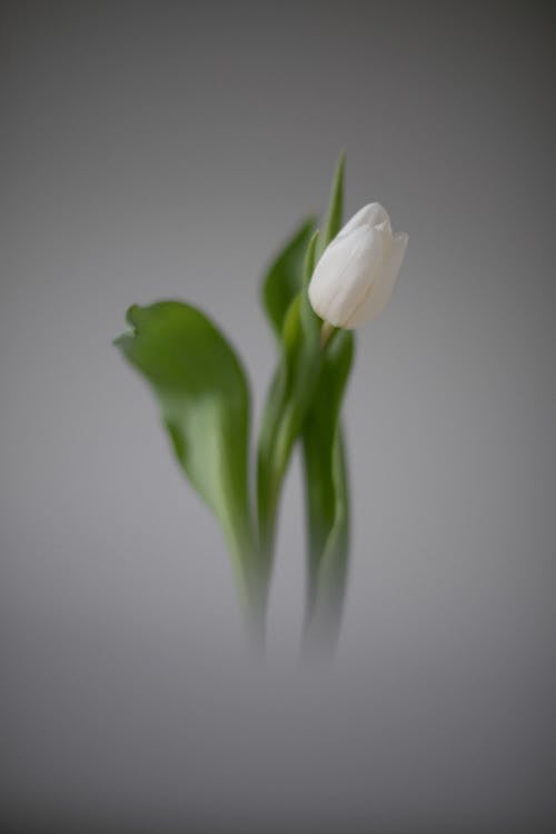 Tulip on Gray Background