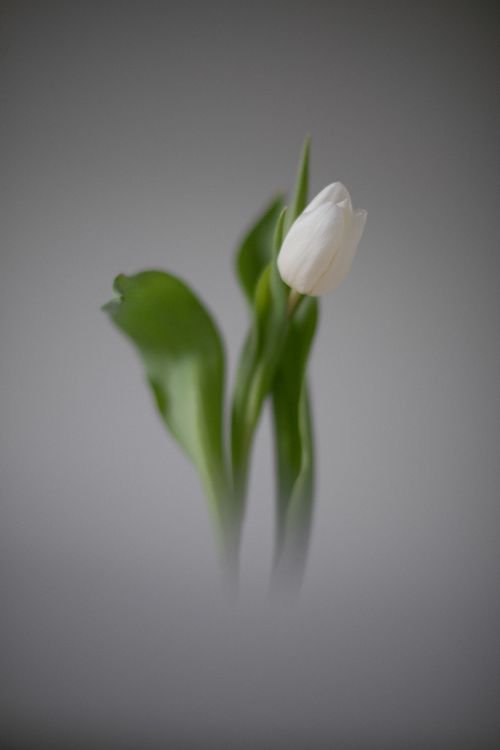 Free Elegant white tulip with green leaves on a subtle grey backdrop, perfect for wallpaper. Stock Photo
