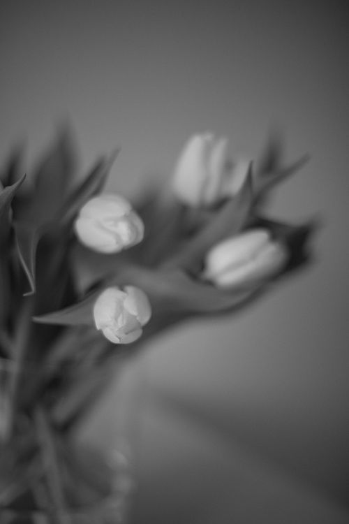 Free Artistic black and white photo of tulips showcasing delicate beauty and elegance. Stock Photo